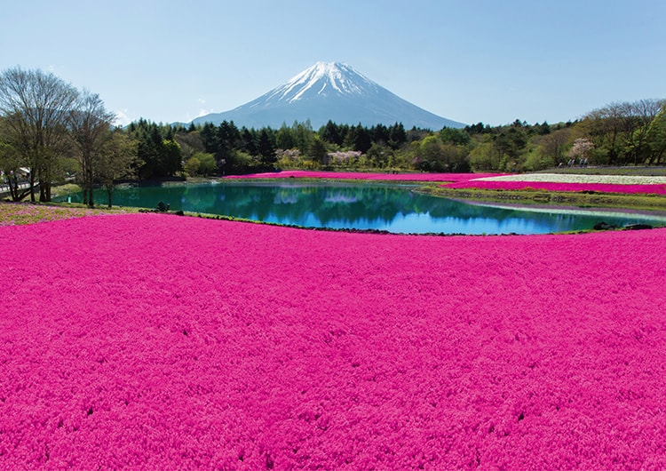 インスタ映え間違いなし！ピンクの海が広がる「富士芝桜まつり