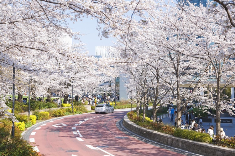 MIDTOWN BLOSSOM 2019