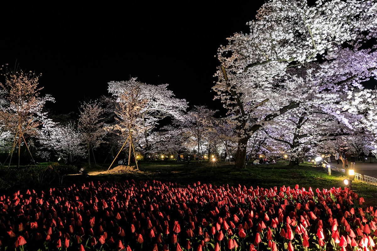 京都府立植物園　桜ライトアップ2019