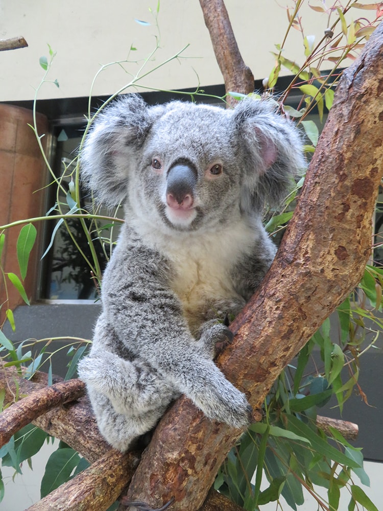 〈多摩動物公園〉　コアラ来園35周年記念イベント