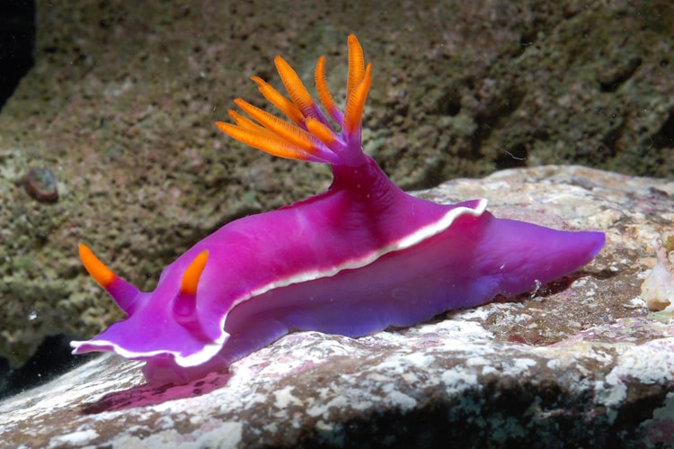 バーバパパ・アクアリウム in 新江ノ島水族館