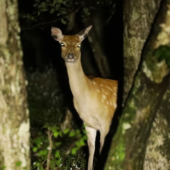 夜の軽井沢で野生動物を観察できる「ワイルドサファリツアー」が開催！