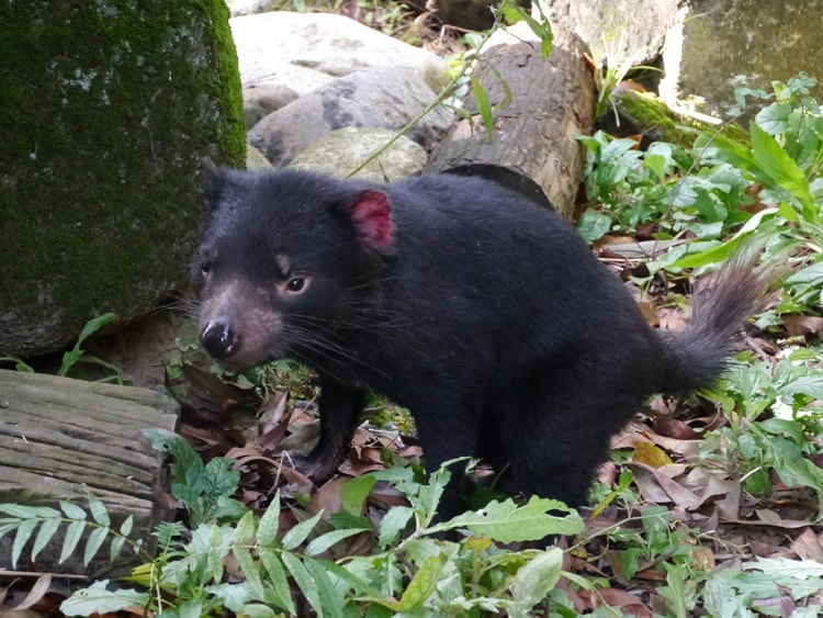 多摩動物公園のタスマニアデビル