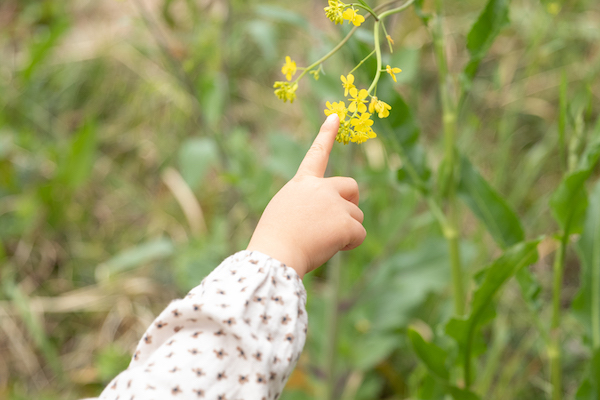 ビンゴに描かれたお題の花を見つけて大興奮の子供。「それは菜の花っていうんだよ」など、会話を弾ませてみて。

