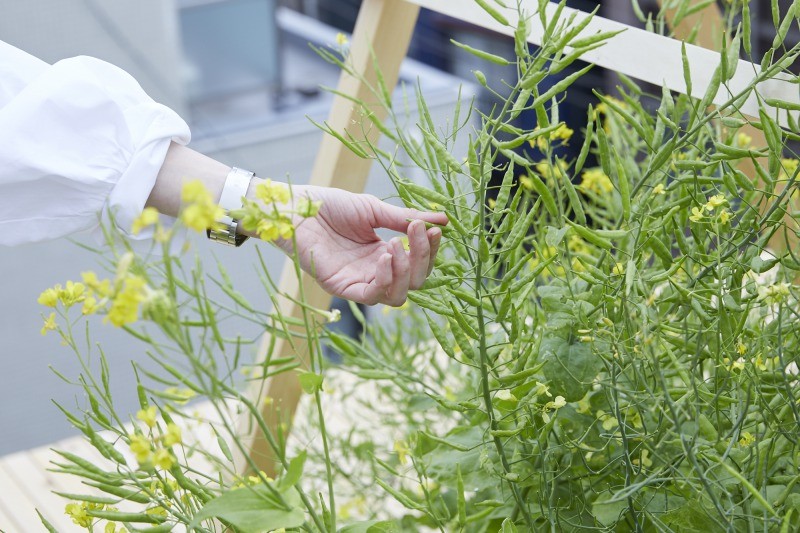 「大根やブロッコリー、レタスなどアブラナ科の野菜の後には菜の花が楽しめます。3週間前は葉の花として食べ、今では花として愛でています」
