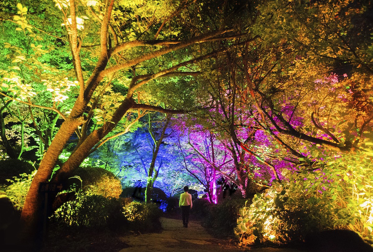 夏桜と夏もみじの呼応する森 / Resonating Forest-Cherry Blossoms and Maple
teamLab, 2017, Interactive Digitized Nature,Sound: Hideaki Takahashi
