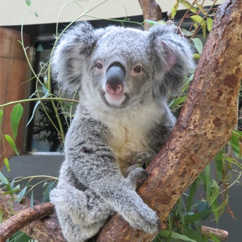 GWに〈多摩動物公園〉で「コアラ来園35周年記念イベント」を開催！