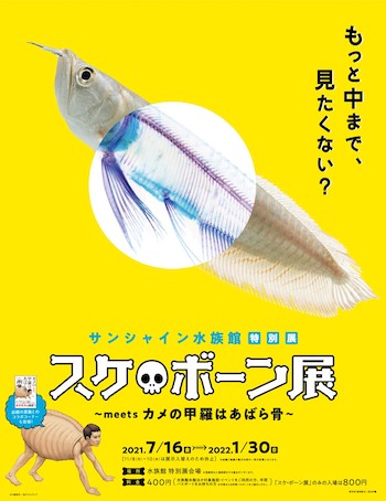 「スケ・ボーン展」がサンシャイン水族館で開催中！ “スケスケ”の生き物たちから体の不思議を体験