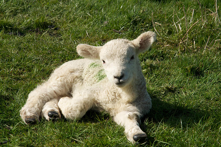 ヒツジの子ども ©Emma Turner / Alamy /amanaimages