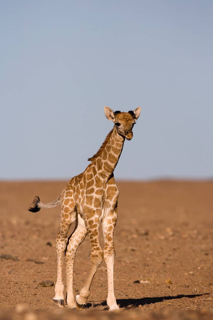 キリンの子ども ©Thorsten Milse/Robert Harding /amanaimages