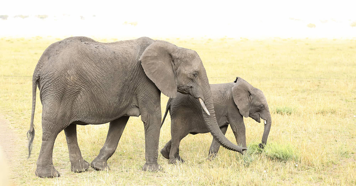 動物の赤ちゃんが成長する早さは？