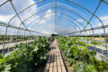 カゴメの野菜のテーマパークって知ってる？遊んで学んでおいしい遊び方を徹底ガイド