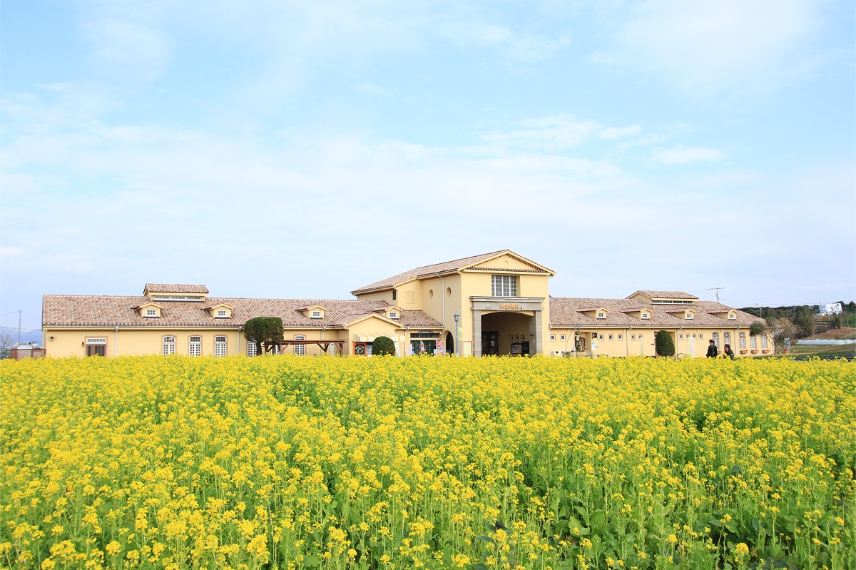 約10万本の“ナノハナ”の花畑「菜の花まつり」開催！